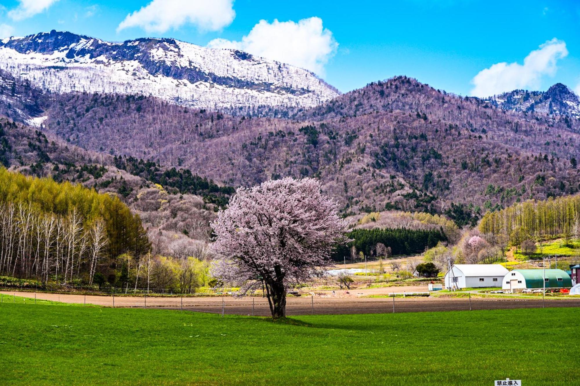 Hotel Naturwald Nakafurano Dış mekan fotoğraf